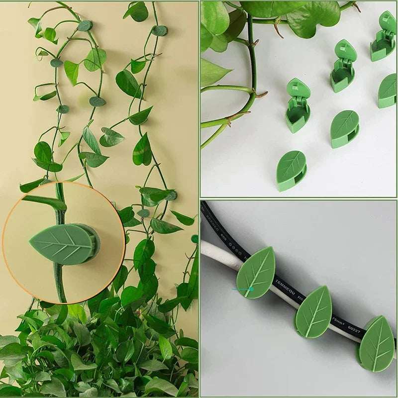 Fixador Auto-adesivo Planta Escalada